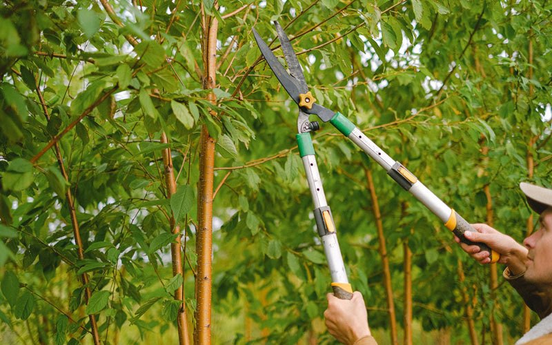 Tree trimming in Des Plaines, IL